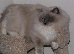 Click Me for a Better View